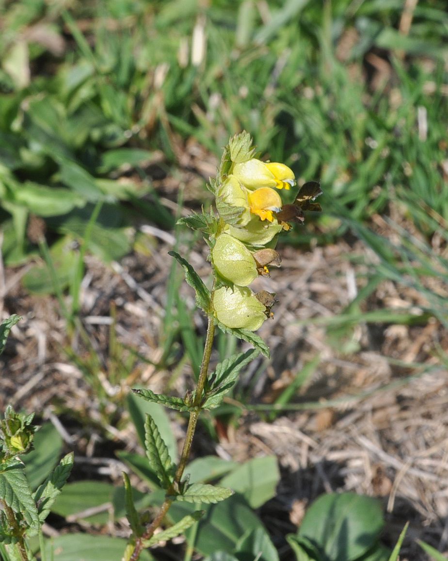 Изображение особи род Rhinanthus.