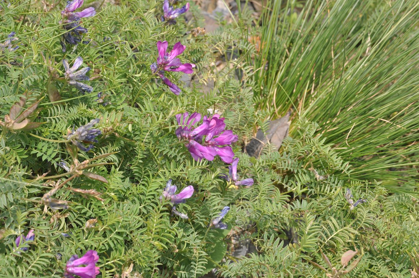 Image of Vicia alpestris specimen.