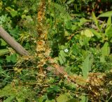 Cuscuta campestris. Часть цветущего и плодоносящего растения, паразитирующего на трёхребернике непахучем.. Восточный Казахстан, г. Усть-Каменогорск, правый берег р. Иртыш, влажный луг. 20.07.2018.