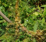 Cuscuta campestris