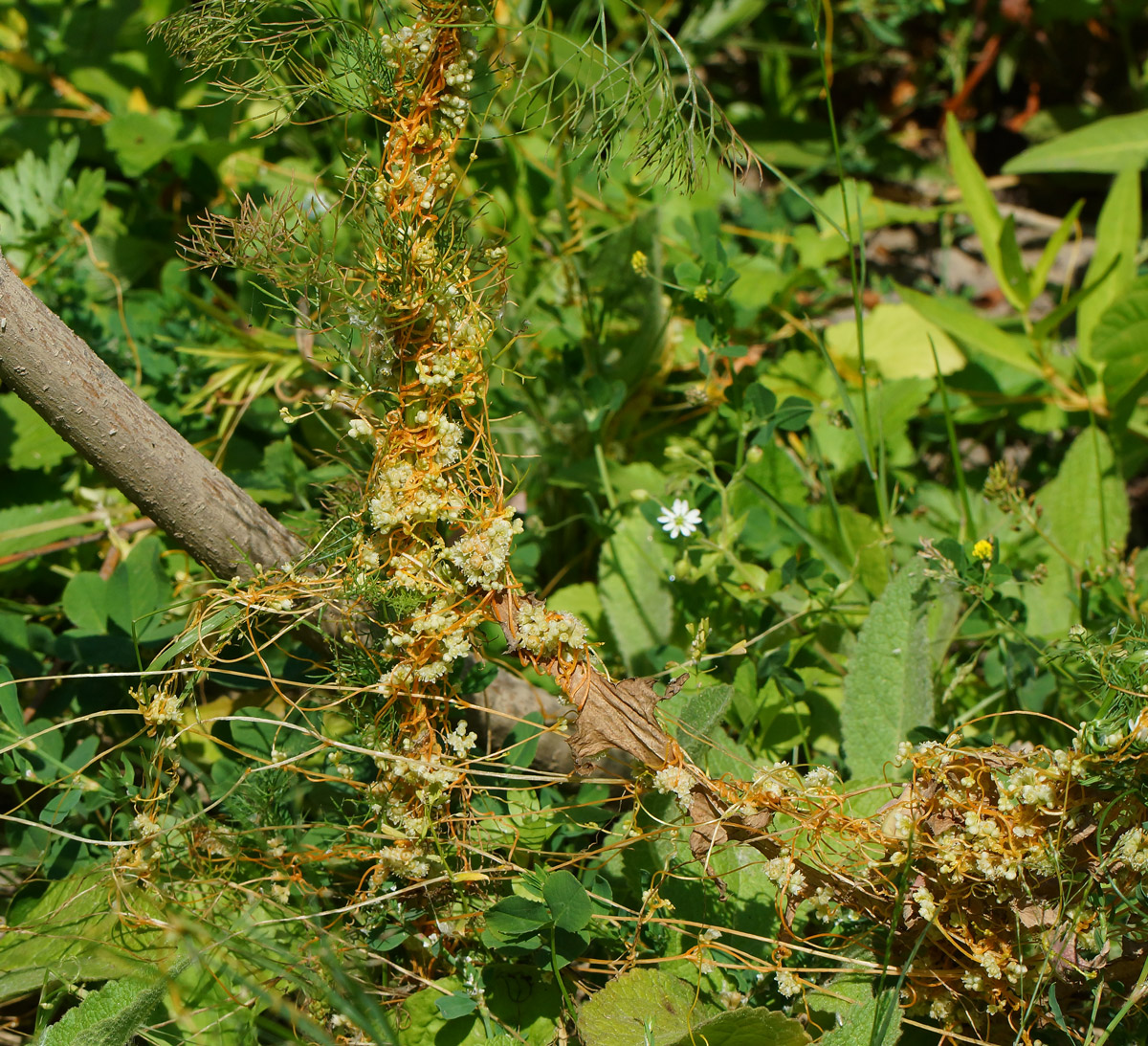 Image of Cuscuta campestris specimen.