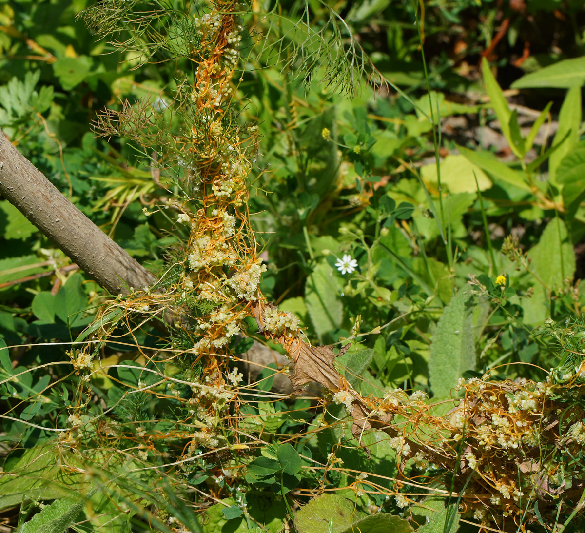 Изображение особи Cuscuta campestris.