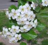 Crataegus