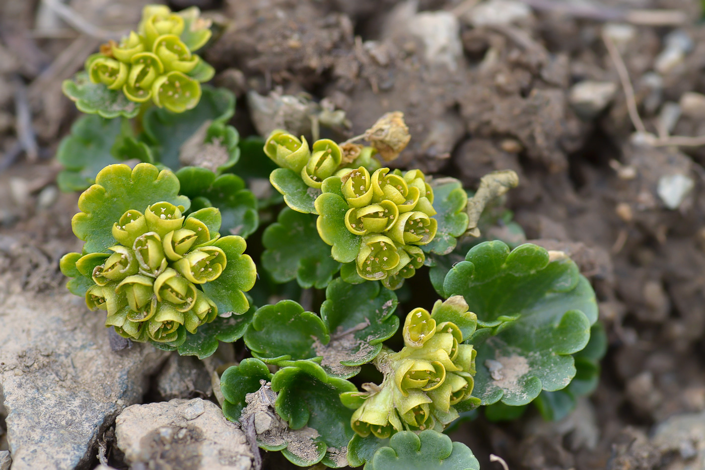 Image of Chrysosplenium nudicaule specimen.