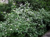 Philadelphus coronarius. Цветущее растение (совместно со Swida australis) в декоративном насаждении. Украина, г. Киев, Южная Борщаговка, просп. Королёва. 28 мая 2010 г.