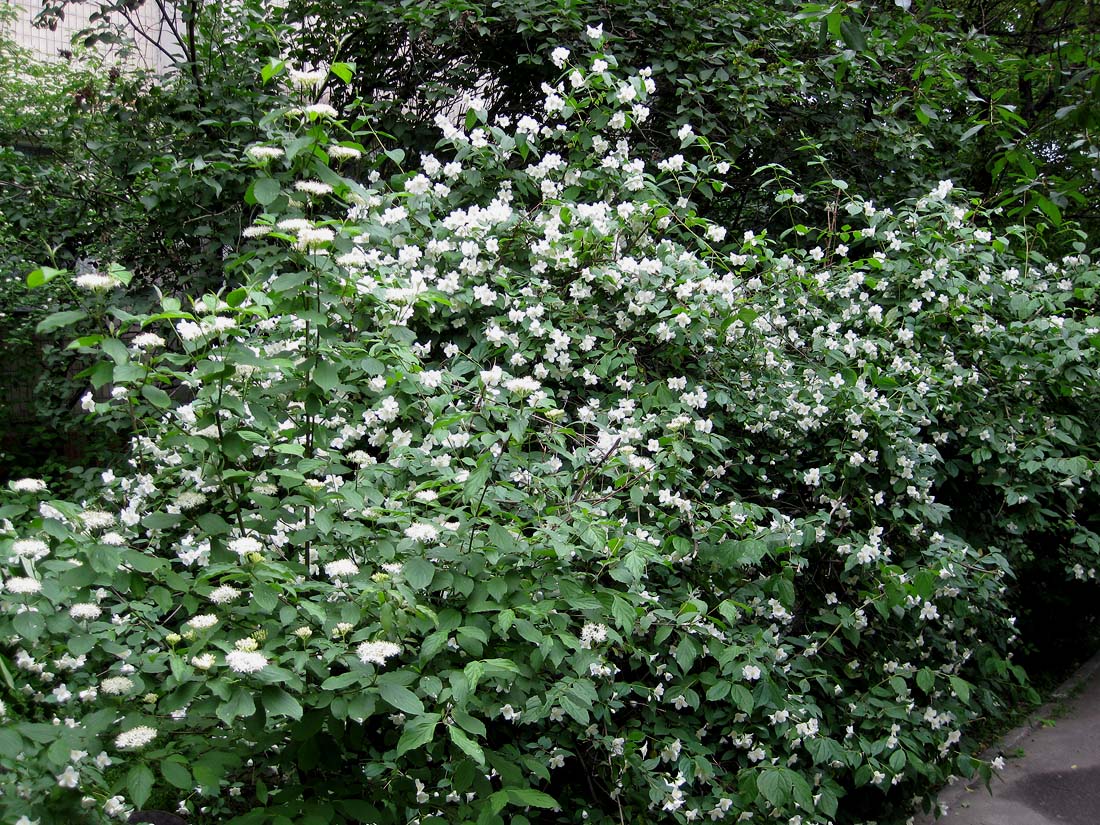 Image of Philadelphus coronarius specimen.