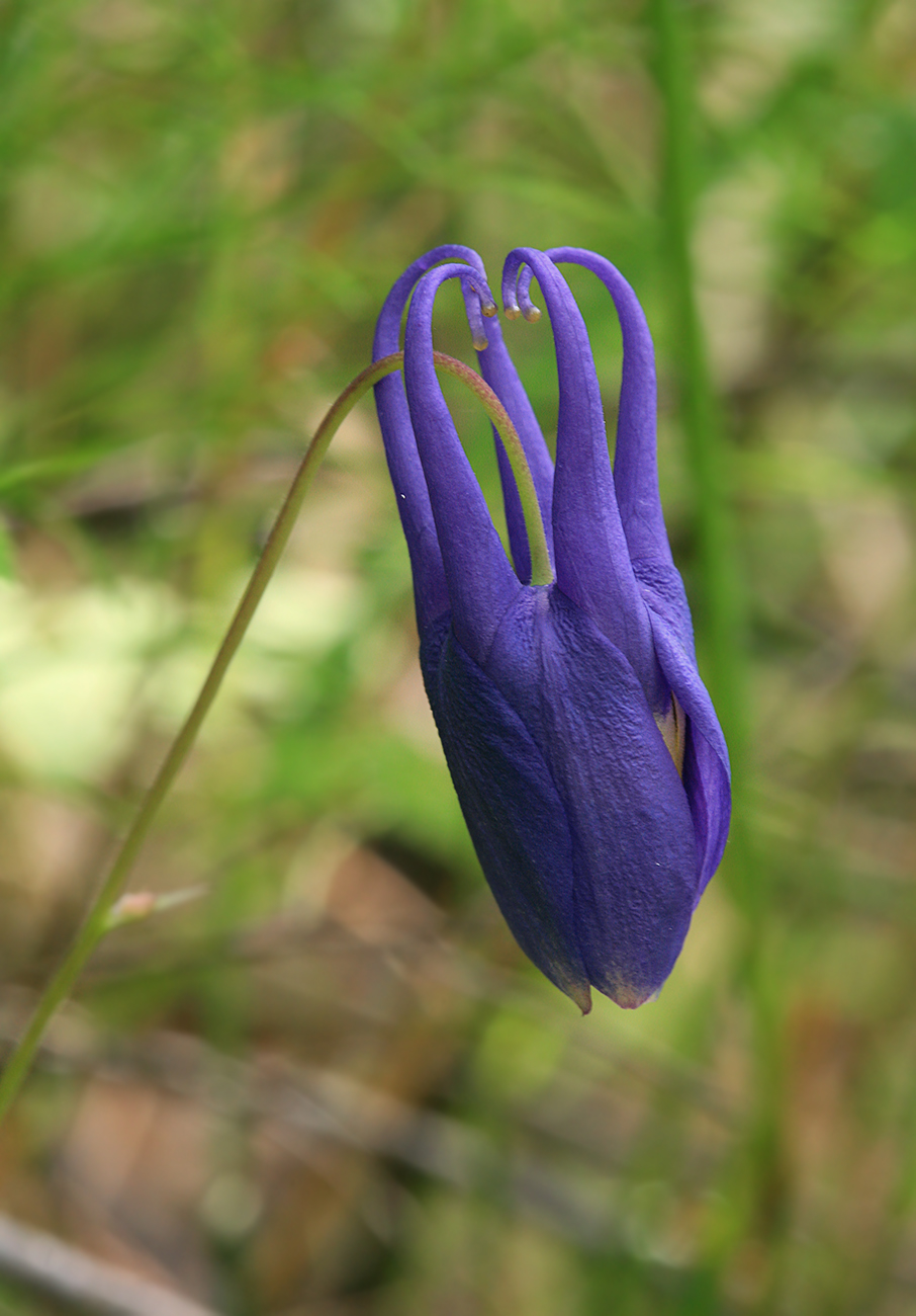 Изображение особи Aquilegia amurensis.