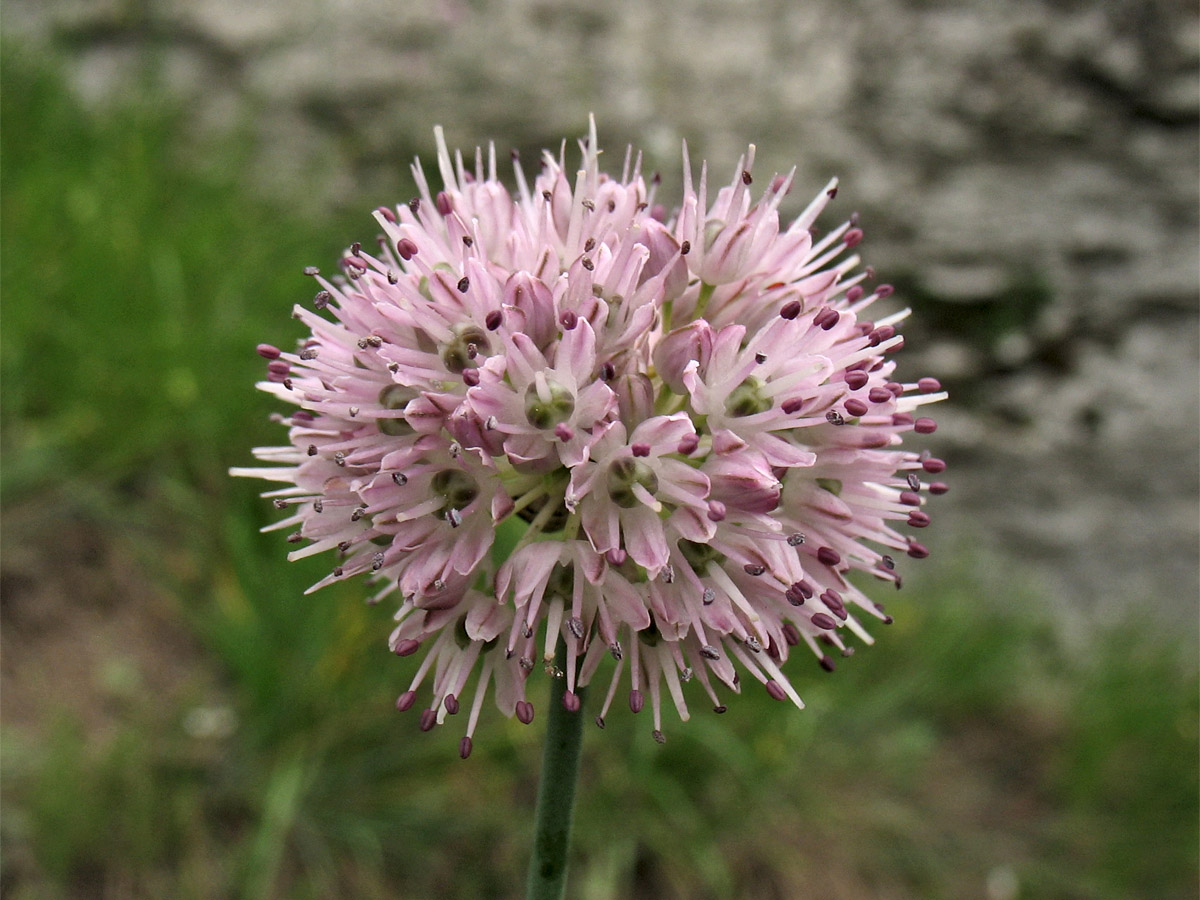 Image of Allium strictum specimen.