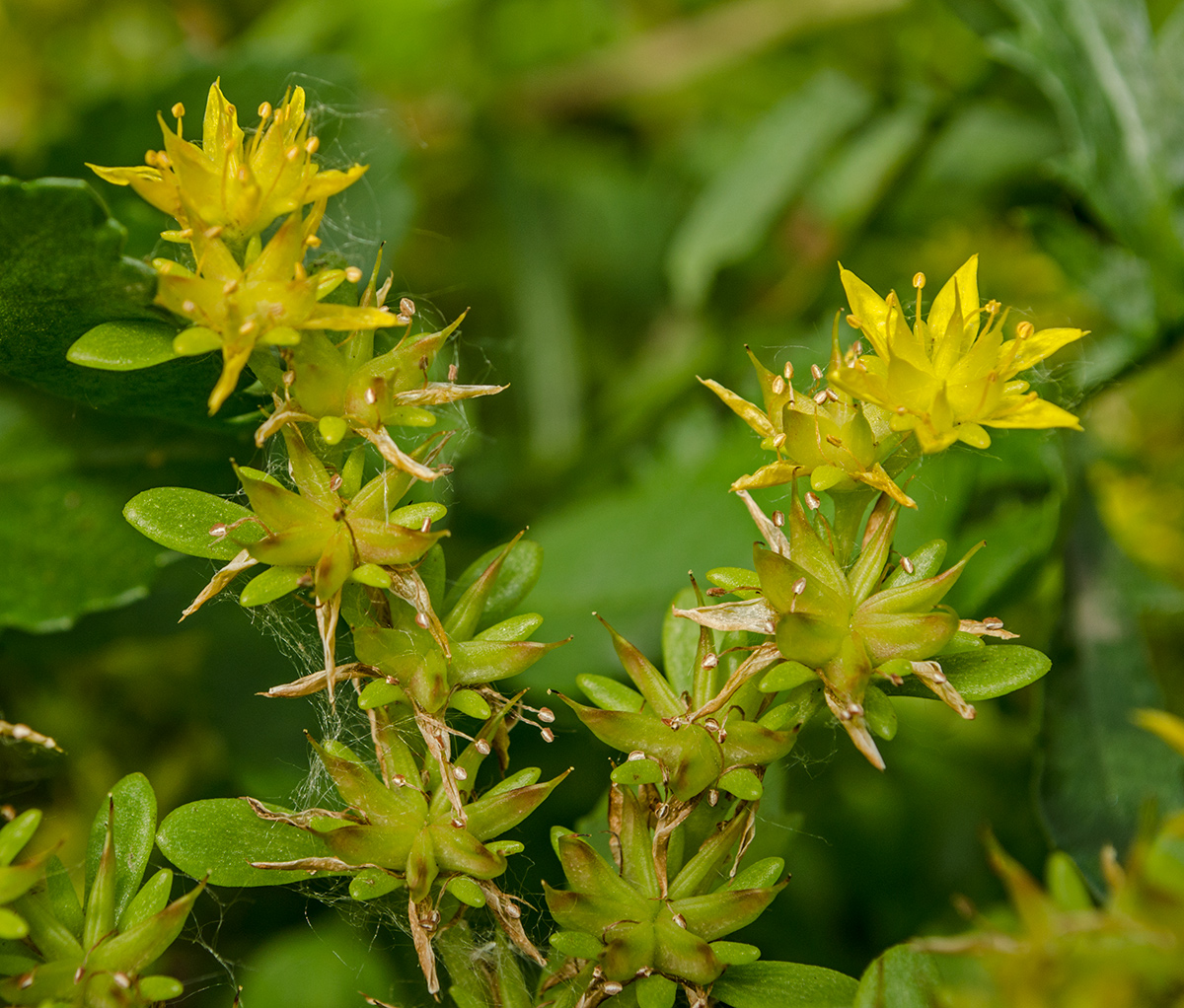 Изображение особи род Sedum.