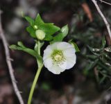 Helleborus caucasicus