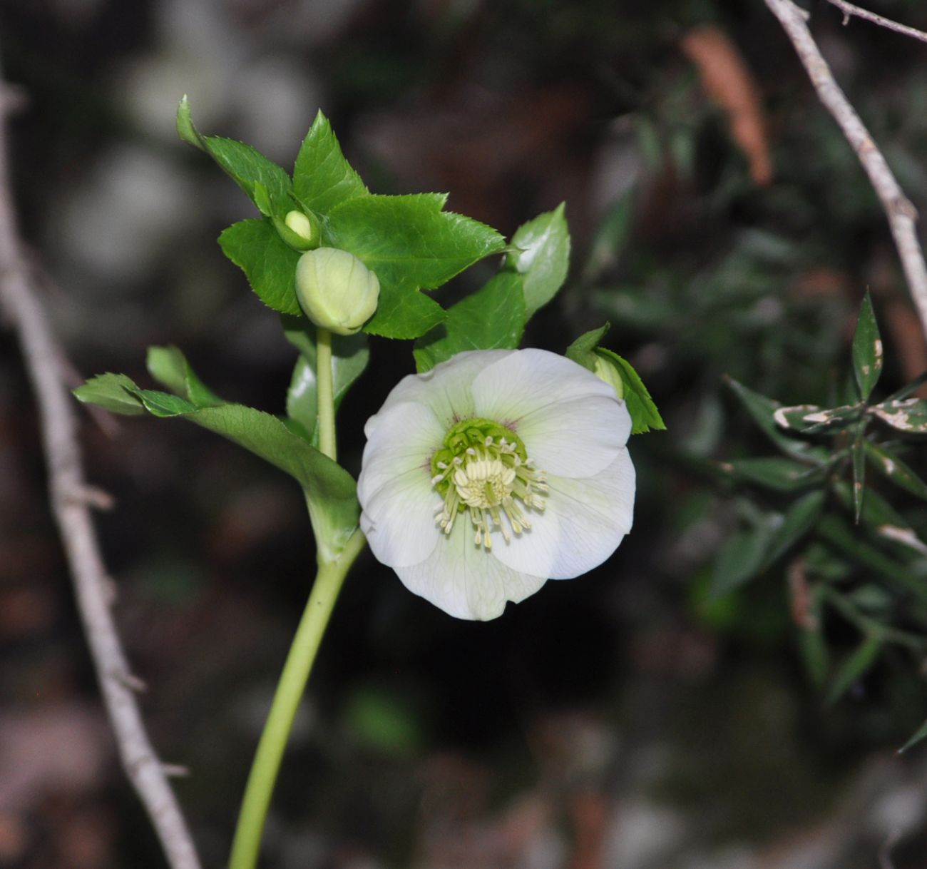 Image of Helleborus caucasicus specimen.