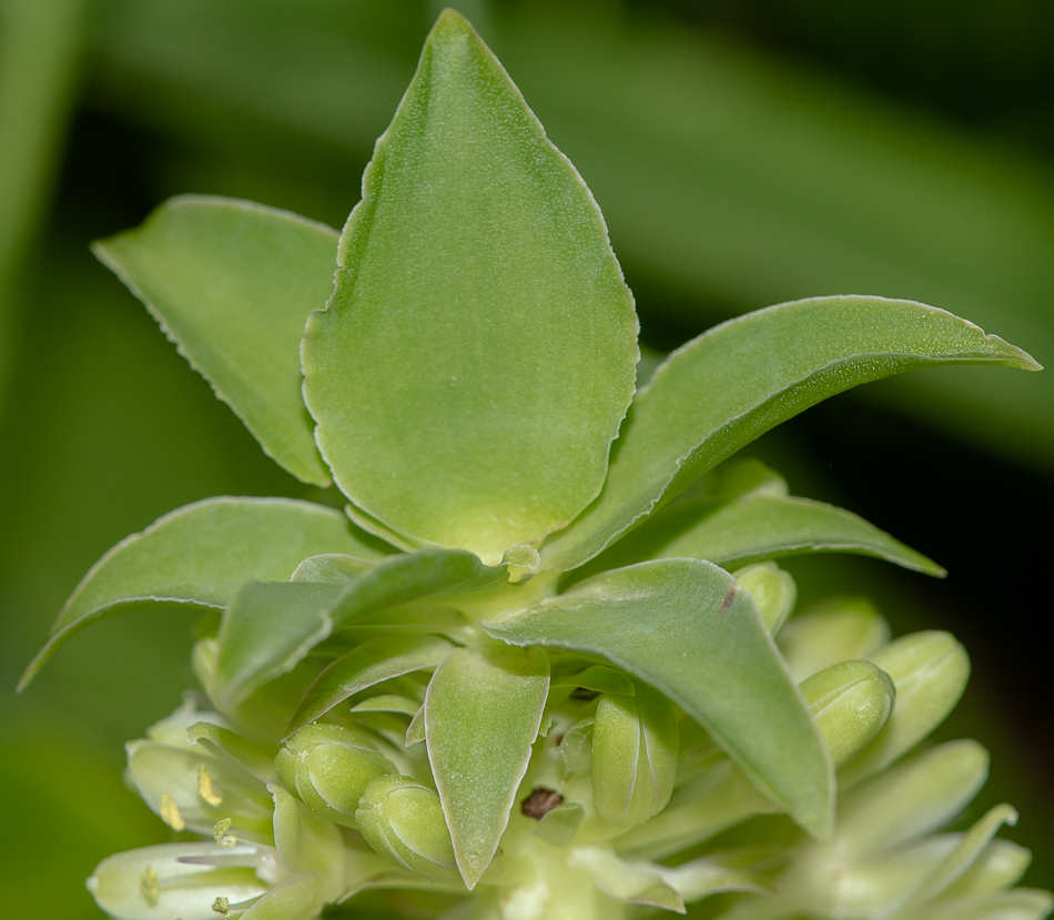 Image of Eucomis autumnalis specimen.