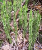 Lycopodium annotinum. Побеги. Башкирия, окр. Белорецка, гора Мраткина, нижняя часть западного склона. Сосново-берёзовый лес. Вторая декада июня.