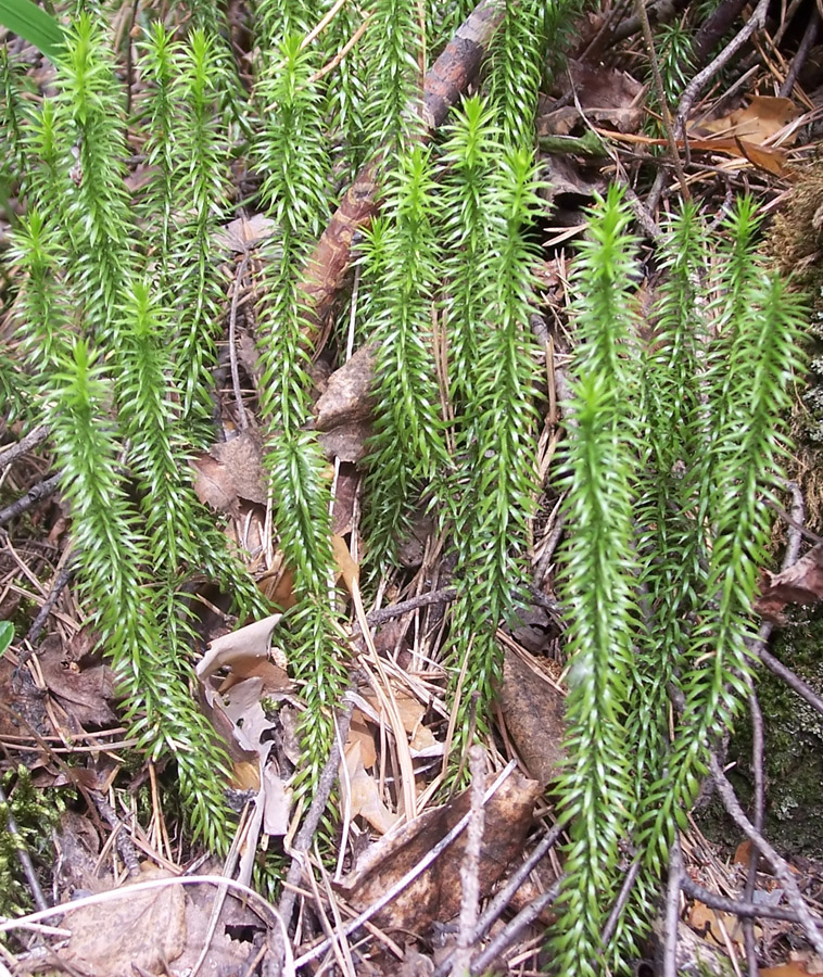 Изображение особи Lycopodium annotinum.