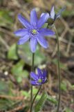 Hepatica nobilis