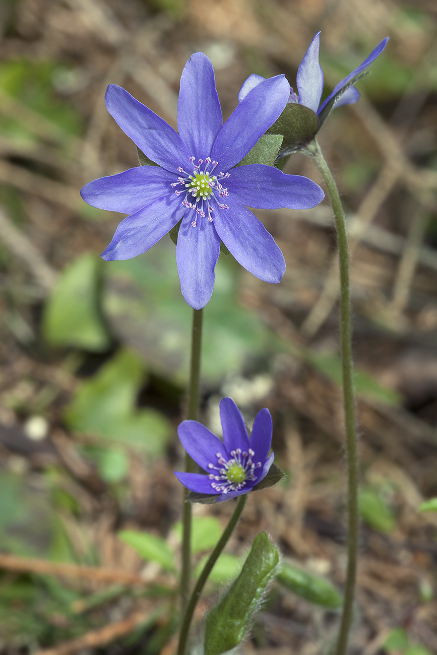 Image of Hepatica nobilis specimen.