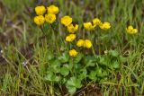 Ranunculus brachylobus. Цветущее растение. Карачаево-Черкесия, Зеленчукский р-н, окр. пос. Архыз, хребет Абишира-Ахуба, северный склон пер. Речепста, 2790 м н.у.м., альпийский луг на границе с тающим снежником. 01.08.2018.