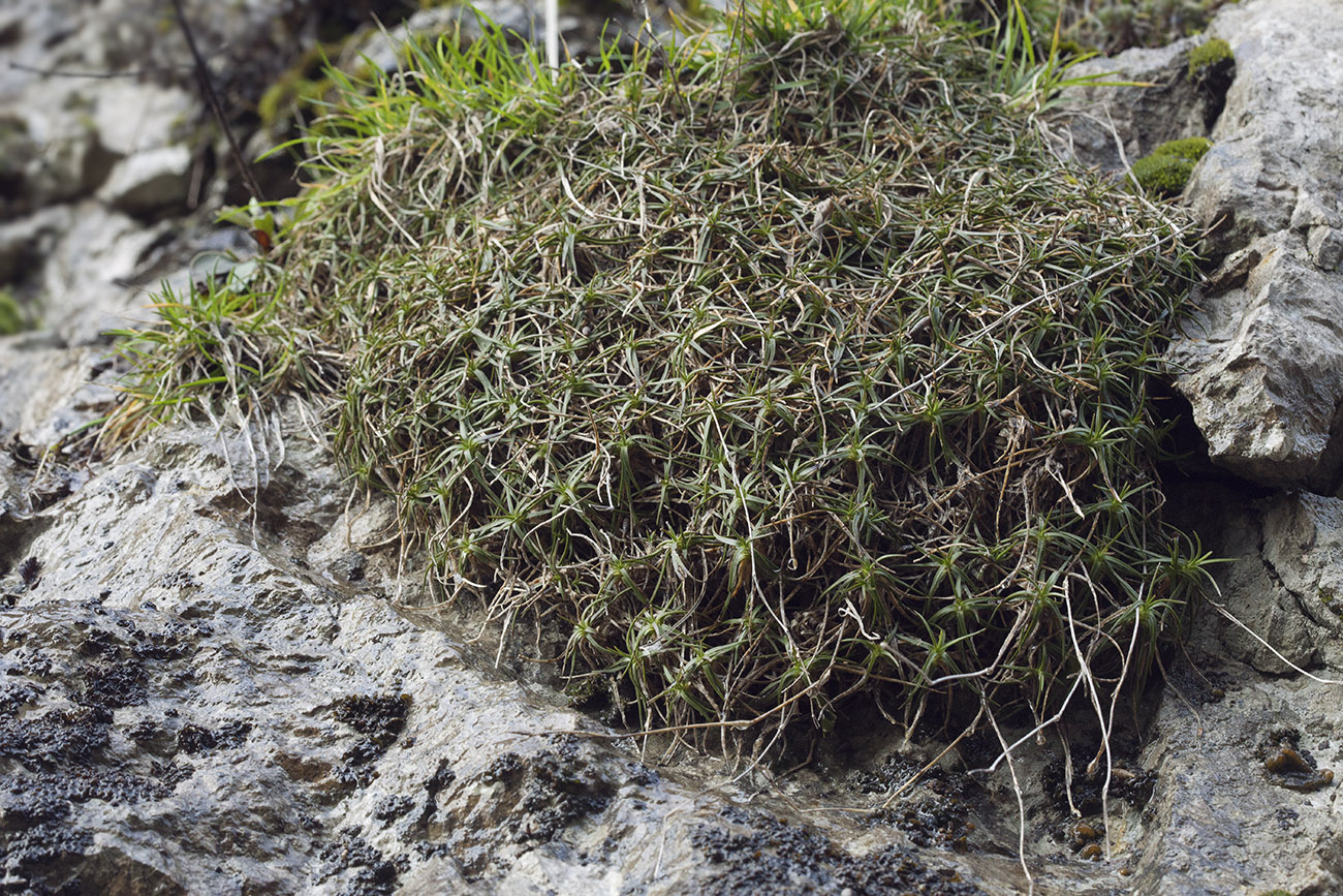 Image of Dianthus acantholimonoides specimen.