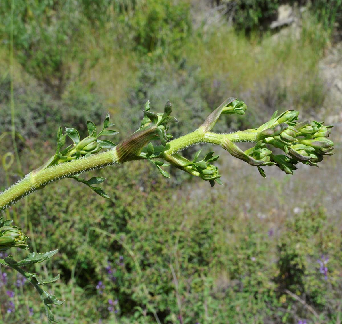 Изображение особи Opopanax hispidus.