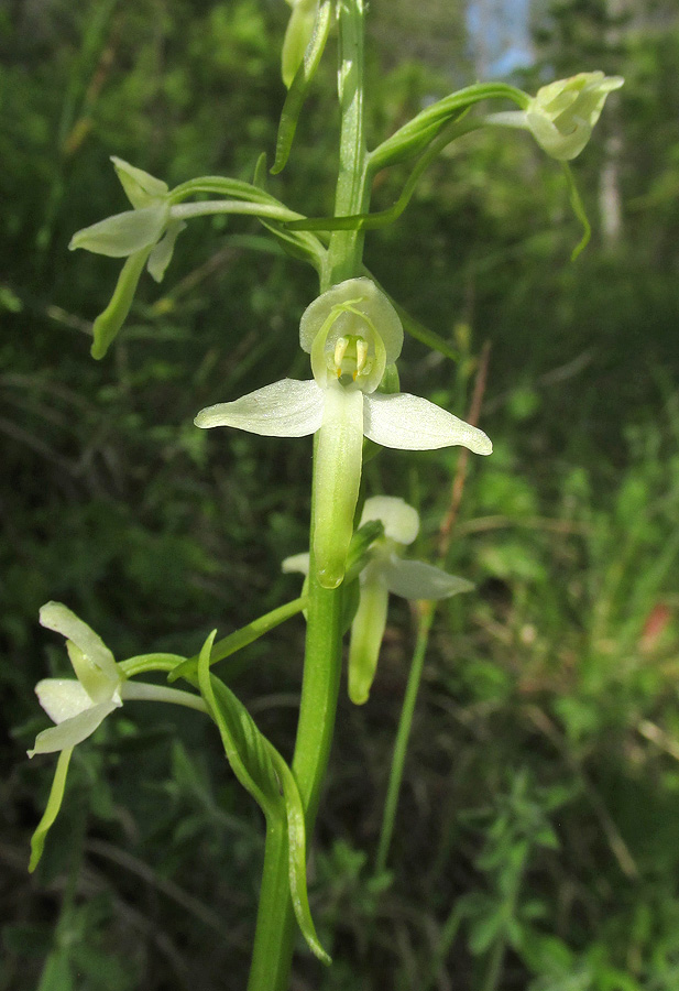 Изображение особи Platanthera bifolia.