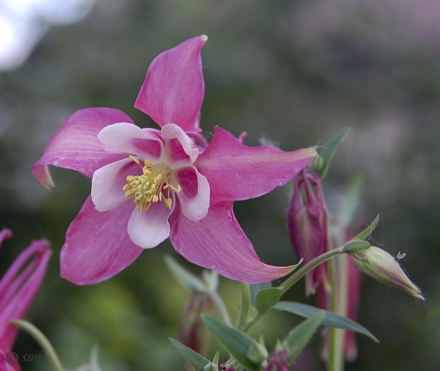 Изображение особи Aquilegia coerulea.