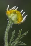 Image of taxon representative. Author is Максим Гуляев