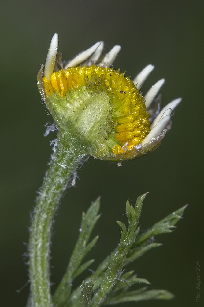 Image of genus Tripleurospermum specimen.
