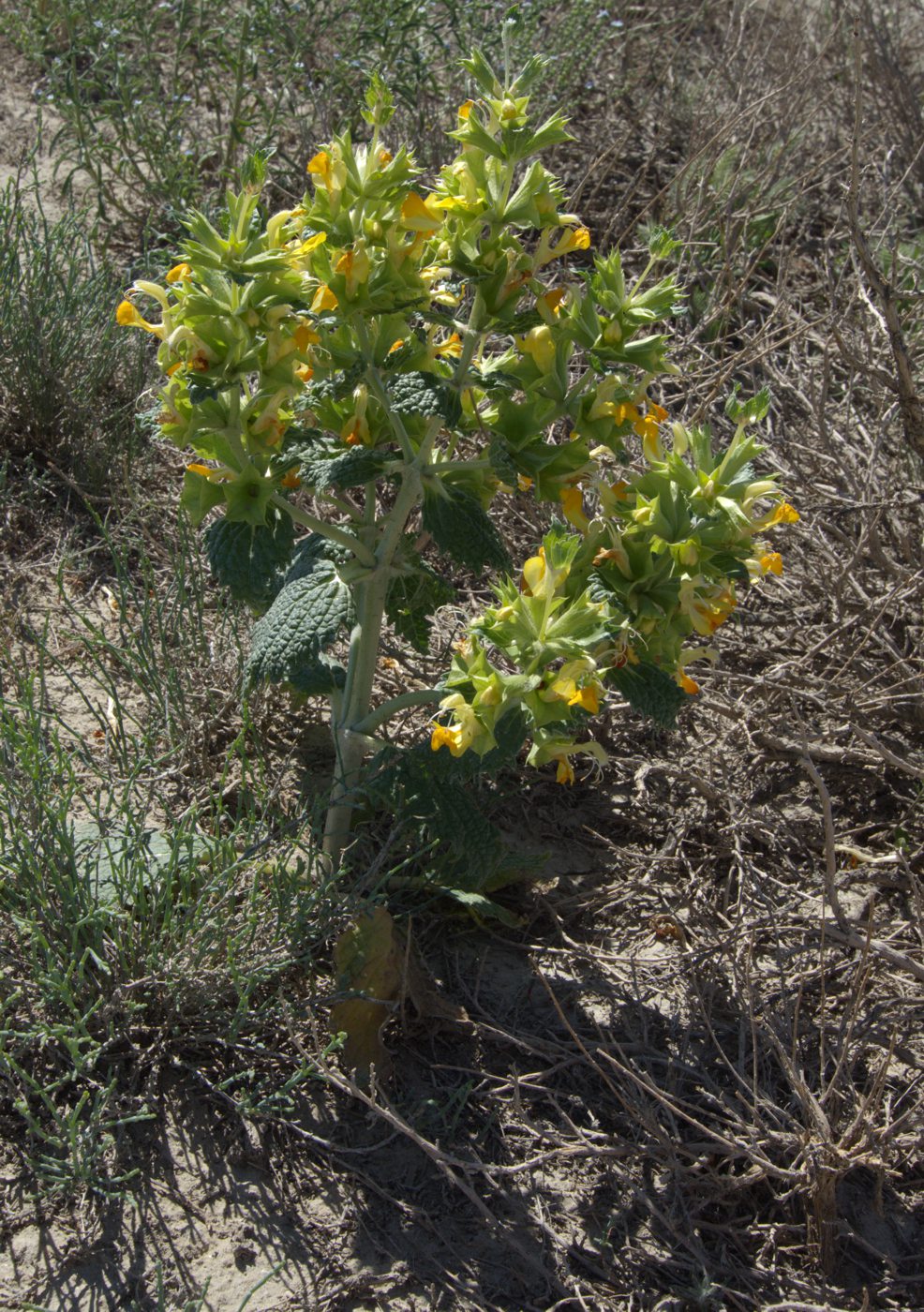 Изображение особи Eremostachys tuberosa.