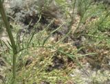 Rhaponticoides razdorskyi. Лист. Дагестан, окр. с. Талги, сухой известняковый склон. 05.06.2019.