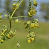 Thalictrum minus