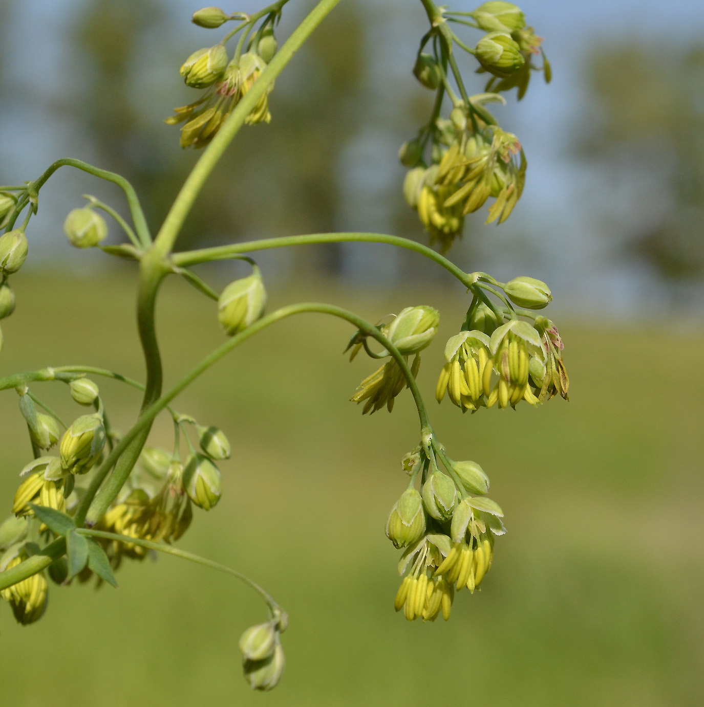 Изображение особи Thalictrum minus.