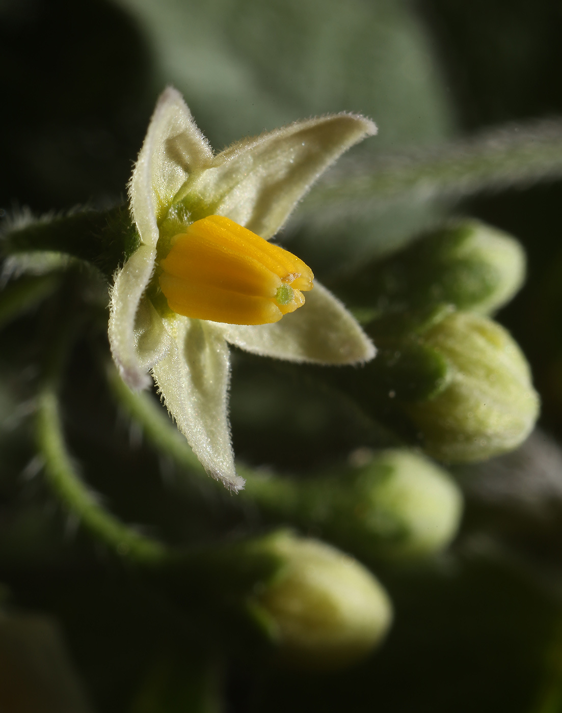 Изображение особи Solanum nigrum ssp. schultesii.