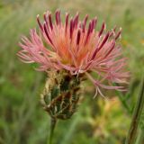 genus Centaurea. Соцветие. Украина, Донецкая обл., Старобешевский р-н, окр. пос. Новоселовка, каменистый склон в долине р. Берестовая. 11.07.2010.
