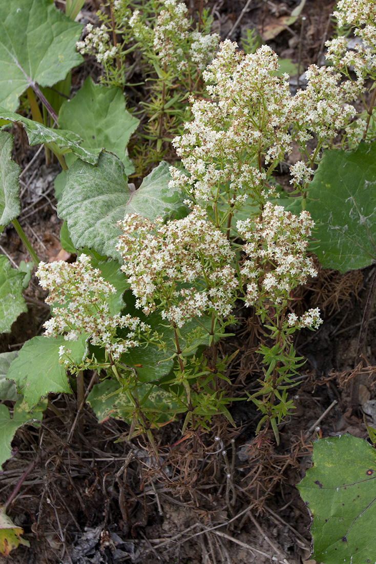 Image of Galium boreale specimen.