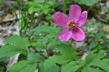 Paeonia caucasica