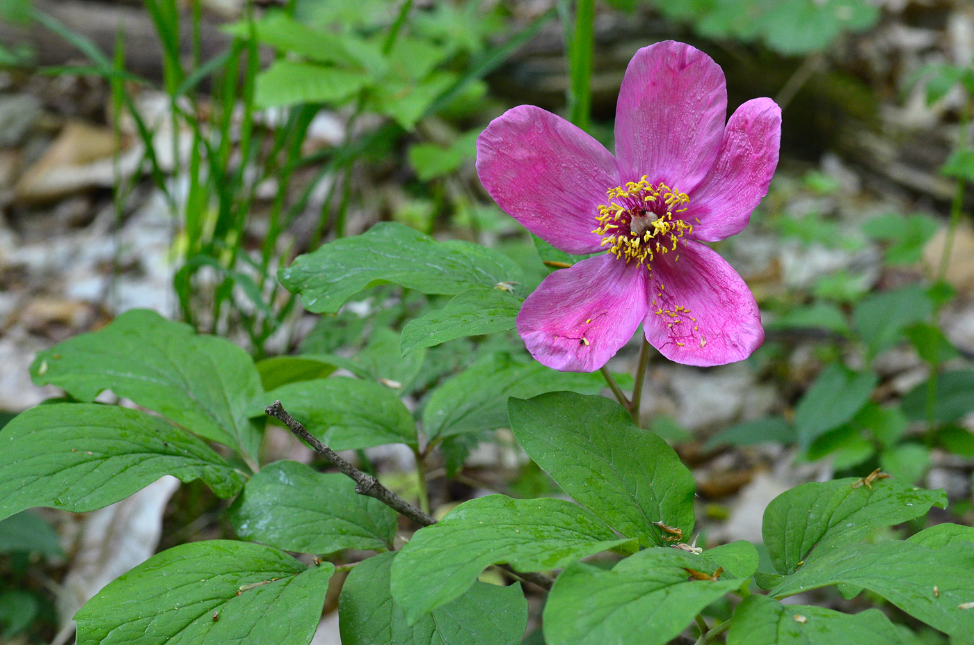 Изображение особи Paeonia caucasica.