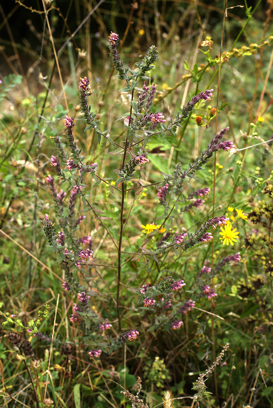 Изображение особи Odontites vulgaris.