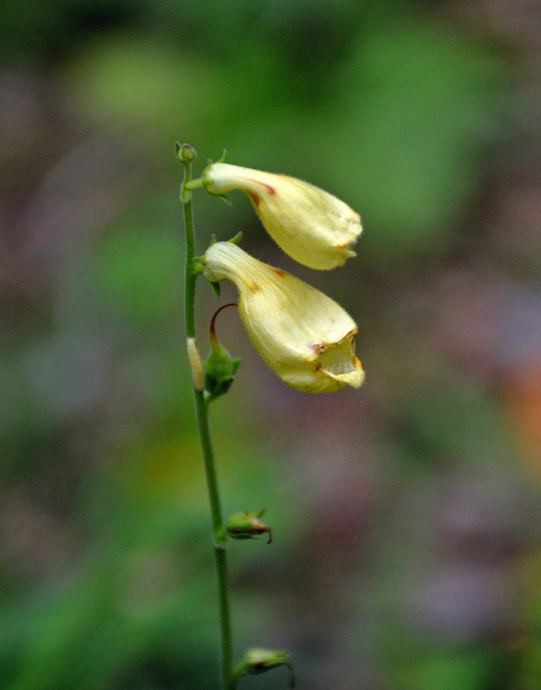 Image of Digitalis grandiflora specimen.