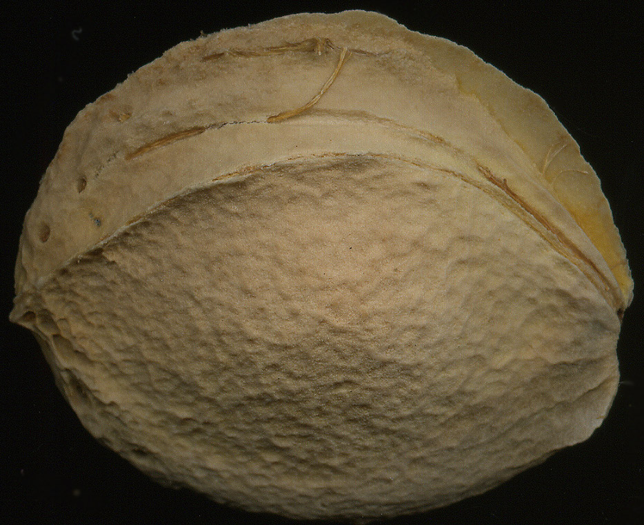 Image of Armeniaca vulgaris specimen.