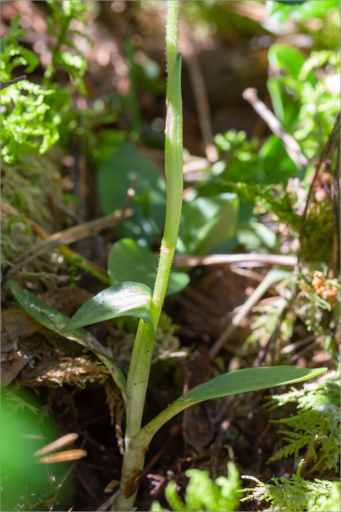 Image of Goodyera repens specimen.