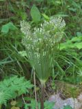 Agasyllis latifolia