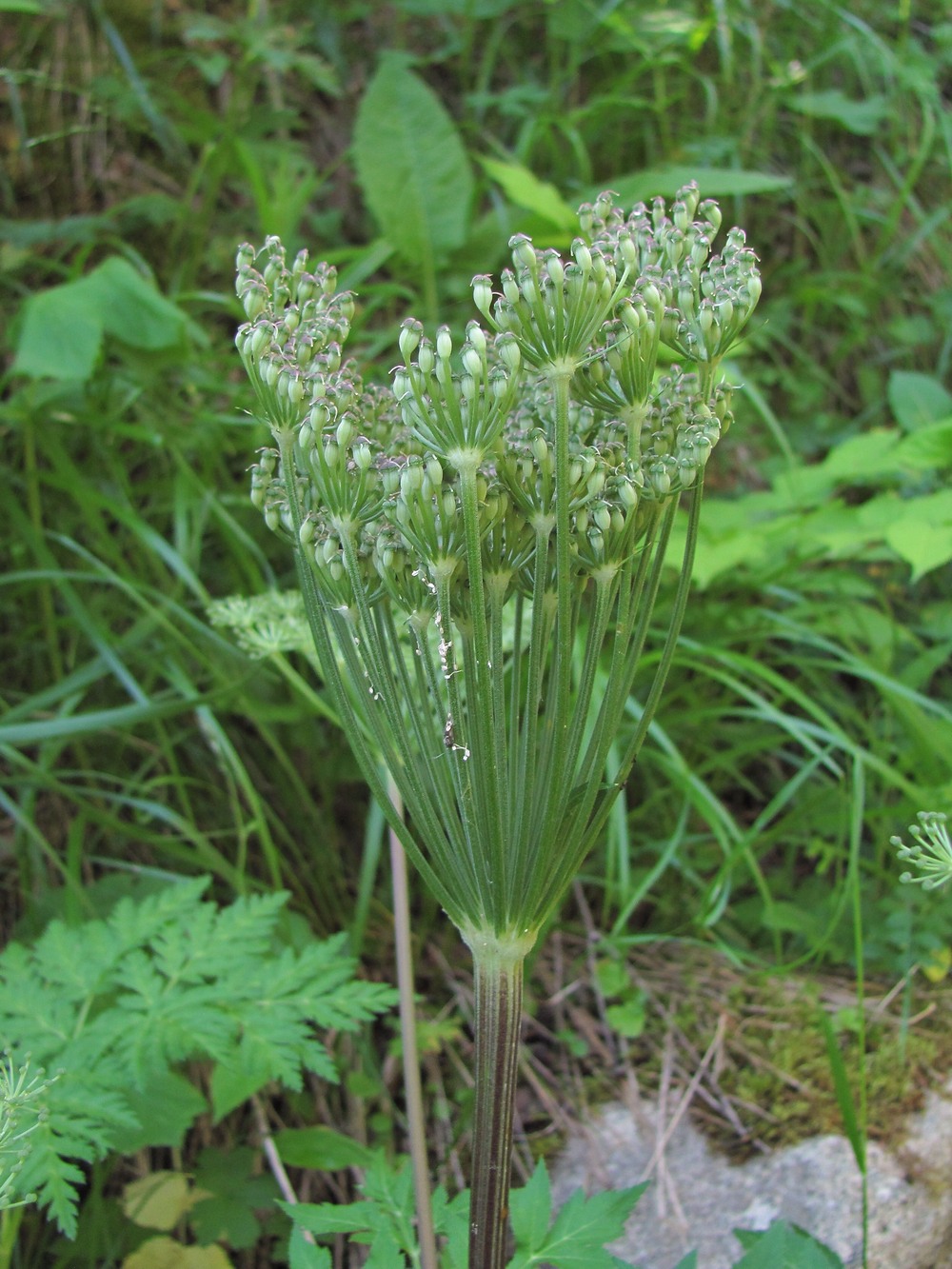 Image of Agasyllis latifolia specimen.