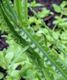 Limonium sinuatum