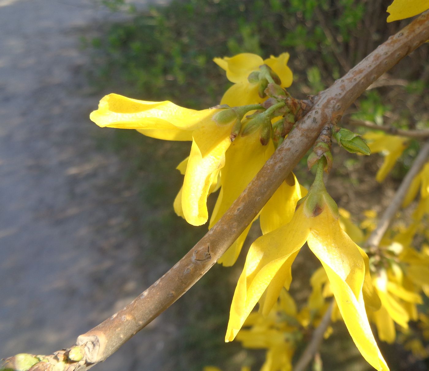 Изображение особи род Forsythia.