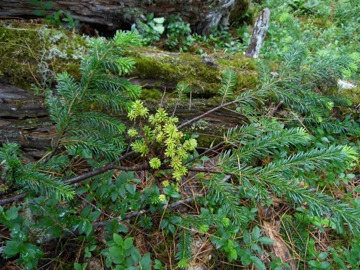 Image of Abies sibirica specimen.