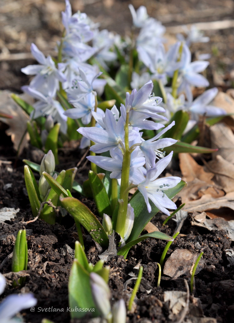 Изображение особи Scilla mischtschenkoana.