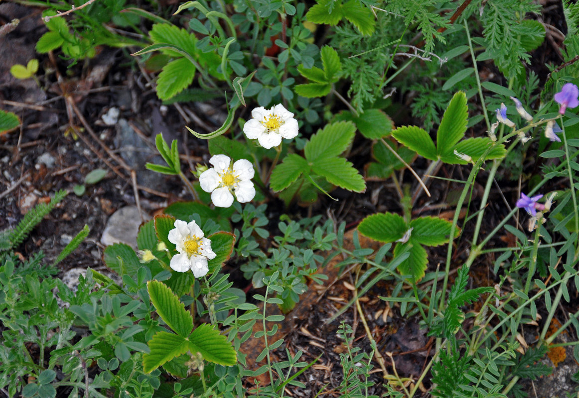 Изображение особи Fragaria viridis.