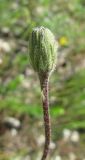 Leontodon biscutellifolius. Нераскрытое соцветие. Крым, Симферополь, Петровские скалы. 15 мая 2010 г.