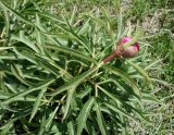 Paeonia intermedia