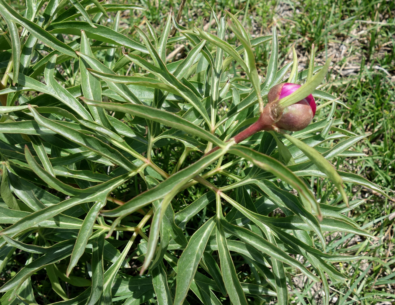 Image of Paeonia intermedia specimen.